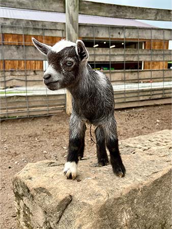 Jasmine baby goat
