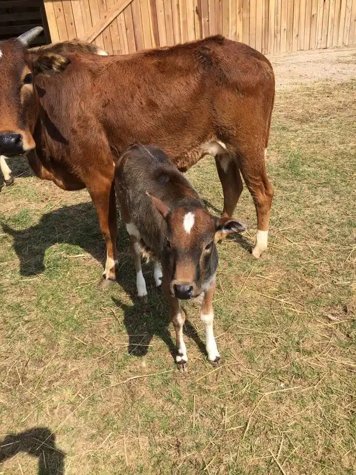 Cows at Fox's High Rock Farm