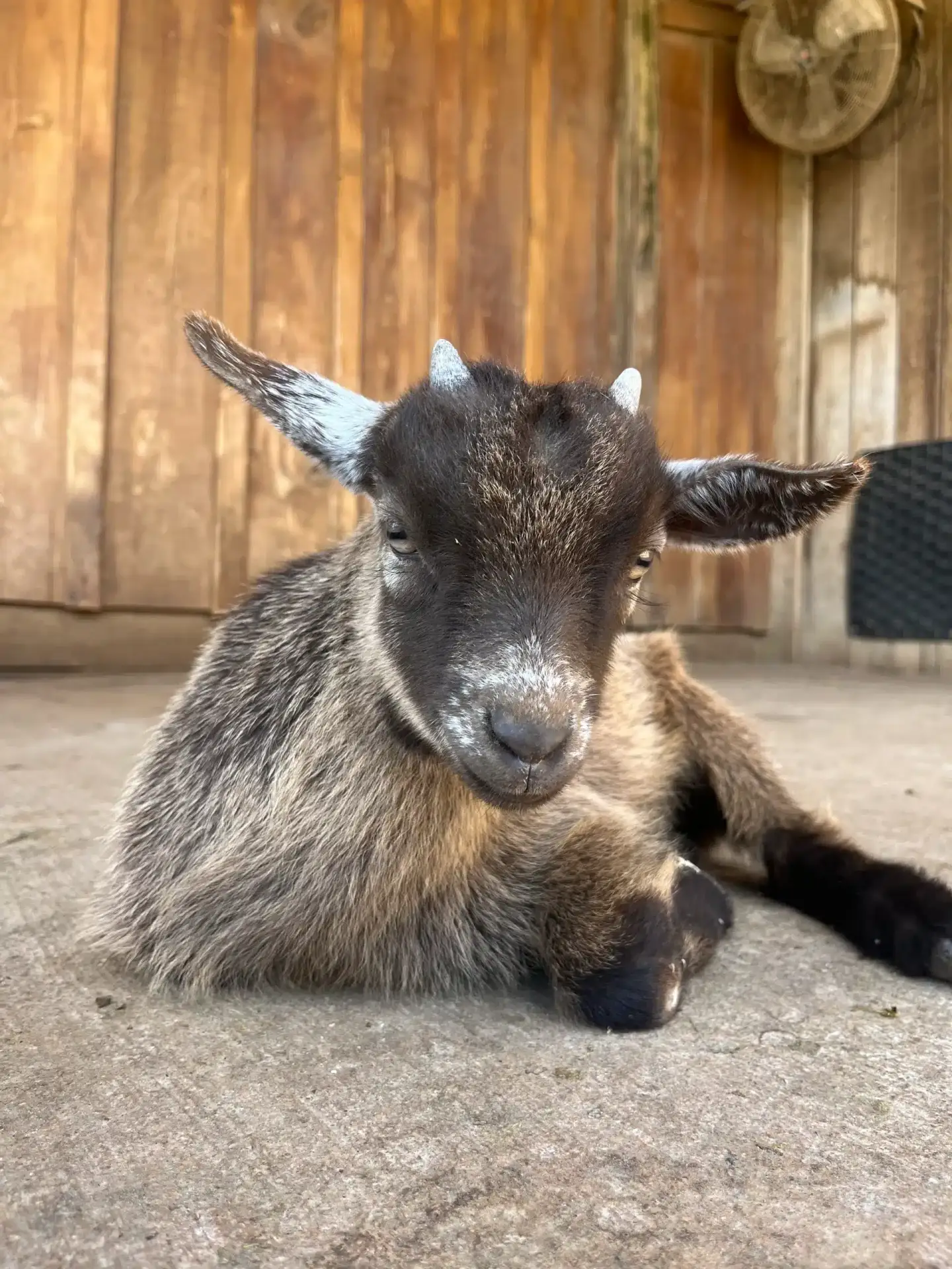 Henry at Fox's High Rock Farm