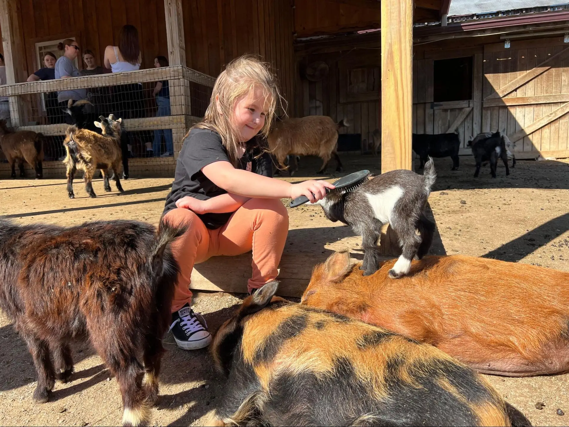 A young girl brushing a baby goat in the animal area at Fox's High Rock Farm in Logan, Ohio