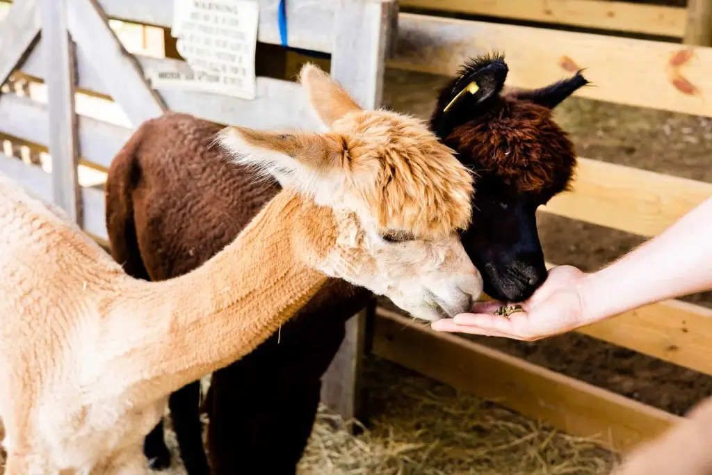 hand-feeding two alpacas over the fence