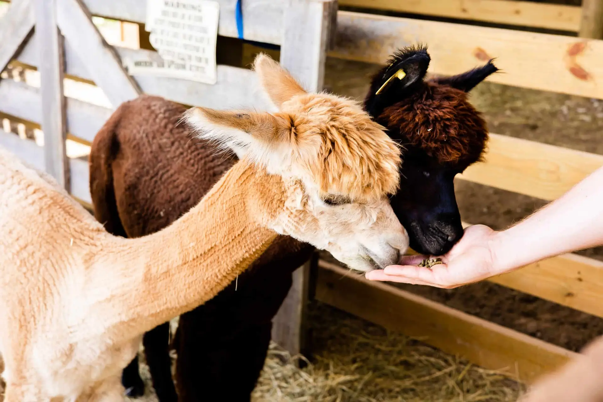 hand-feeding two alpacas over the fence