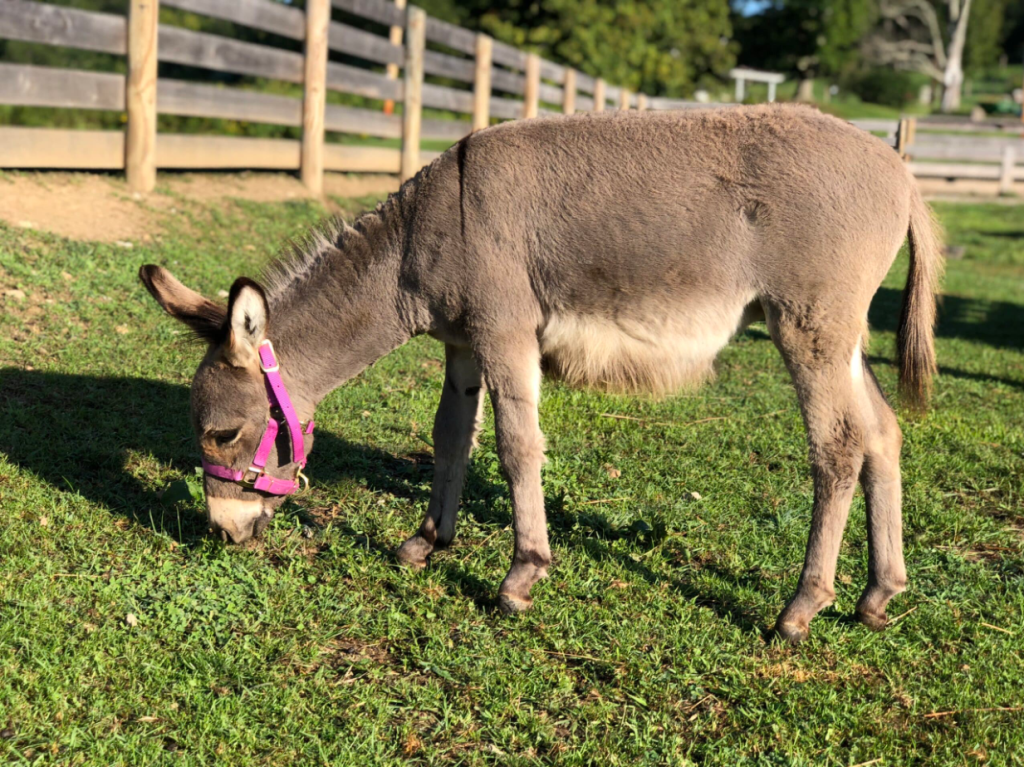 donkey grazing in the evening light